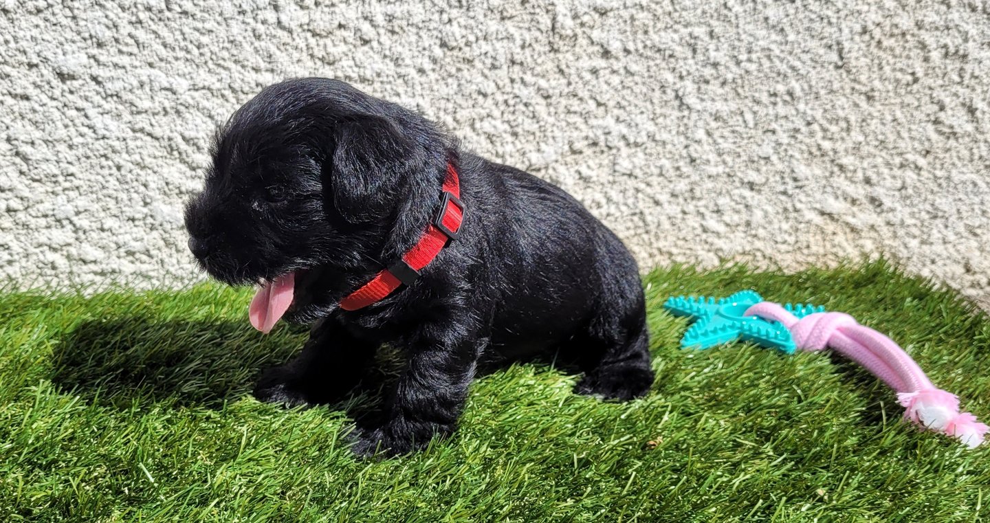 Uma des Diamants Noirs d'Also