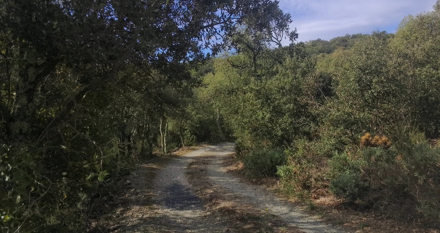 chemin traversant une forêt du Sud de France