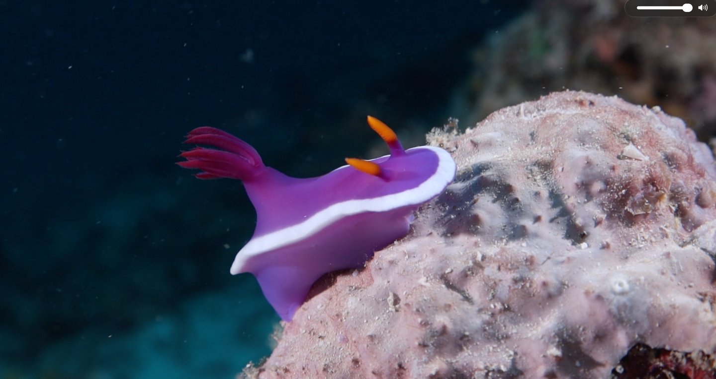 Hypselodoris variobranchia nudibranch on the reef at Lankayan Island.