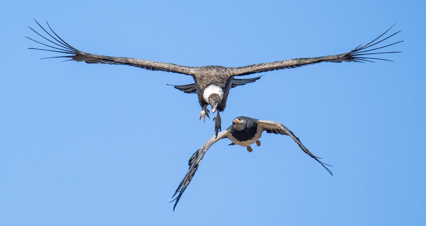 Patagonia Puma & Penguin Photography Tour