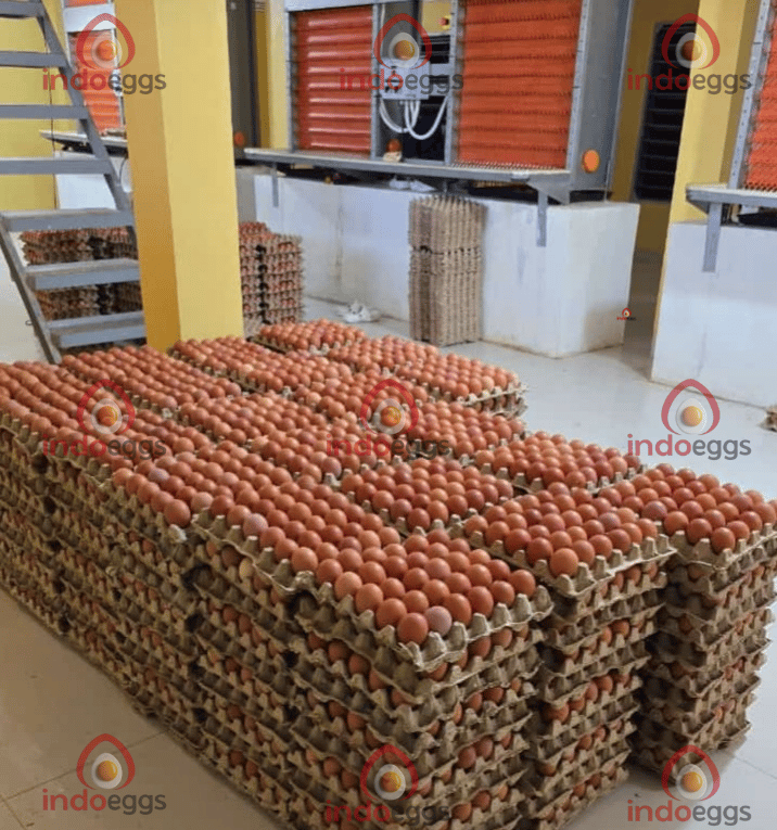 a large pile of eggs in a warehouse, collect eggs in close house cages