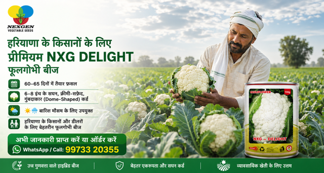 A farmer holding a fresh NXG Delight cauliflower curd in a field for Nexgen Vegetable Seeds.