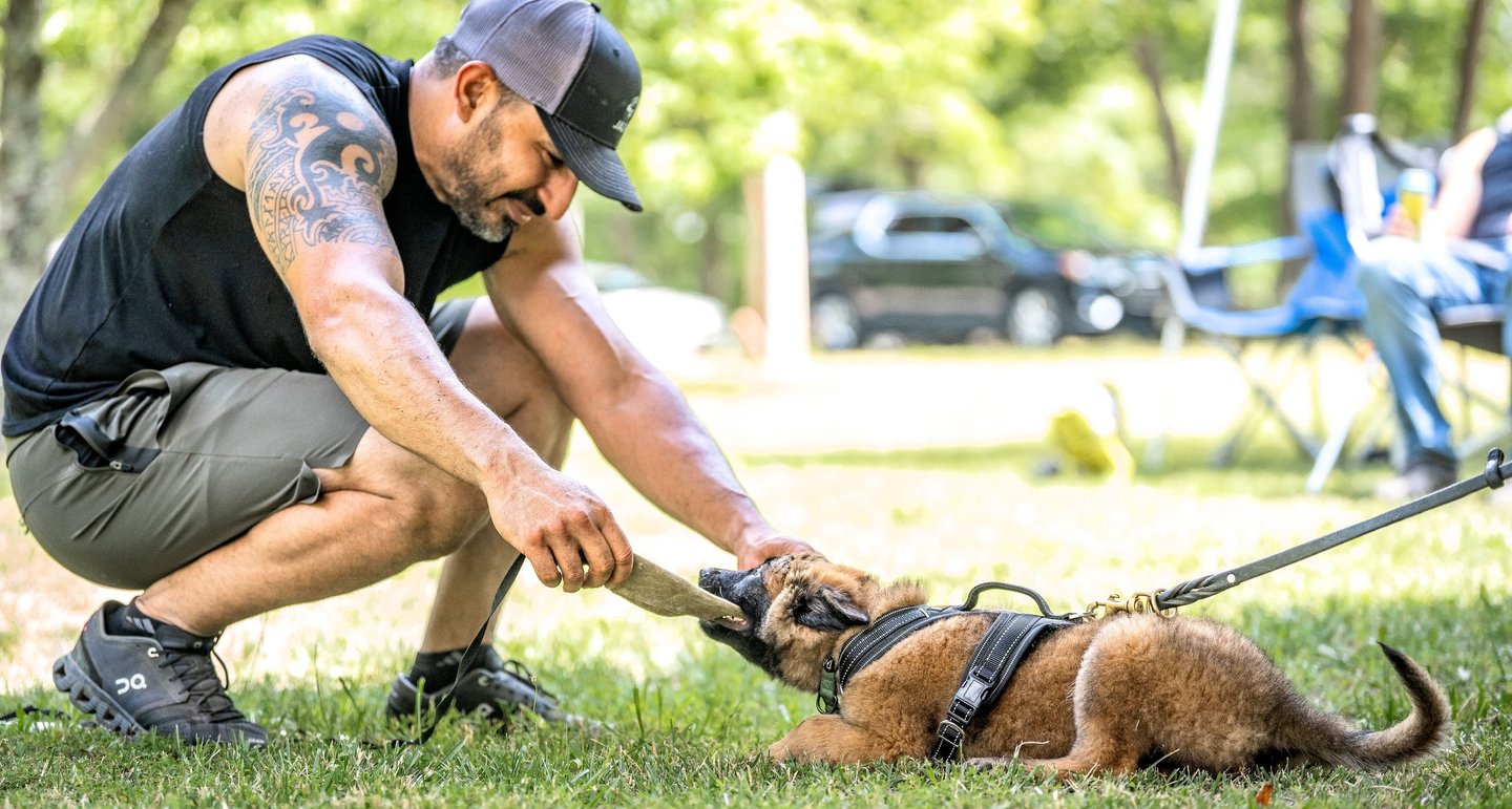 Dog trainer in Tampa teaching Belgian Malinois puppy through play-based training