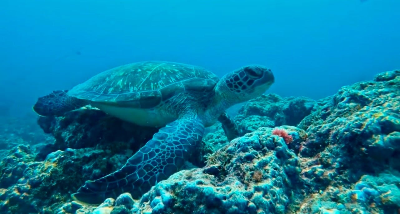 A large green sea turtle swimming over a vibrant coral reef in clear blue tropical ocean water.