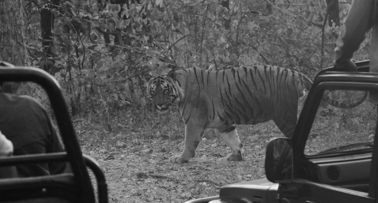A wild Bengal tiger walking past safari vehicles during a forest wildlife tour.