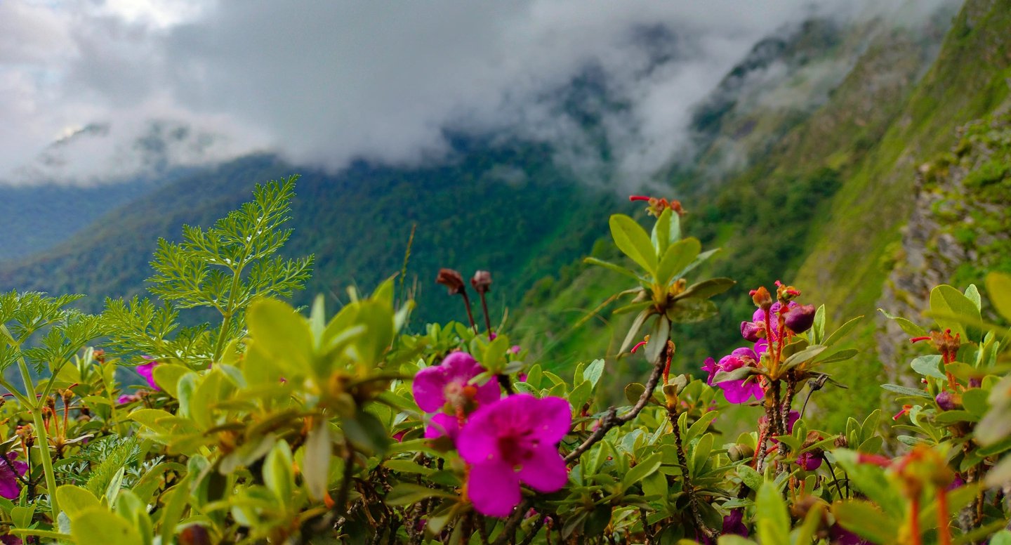Clouds drifting over lush green mountain slopes