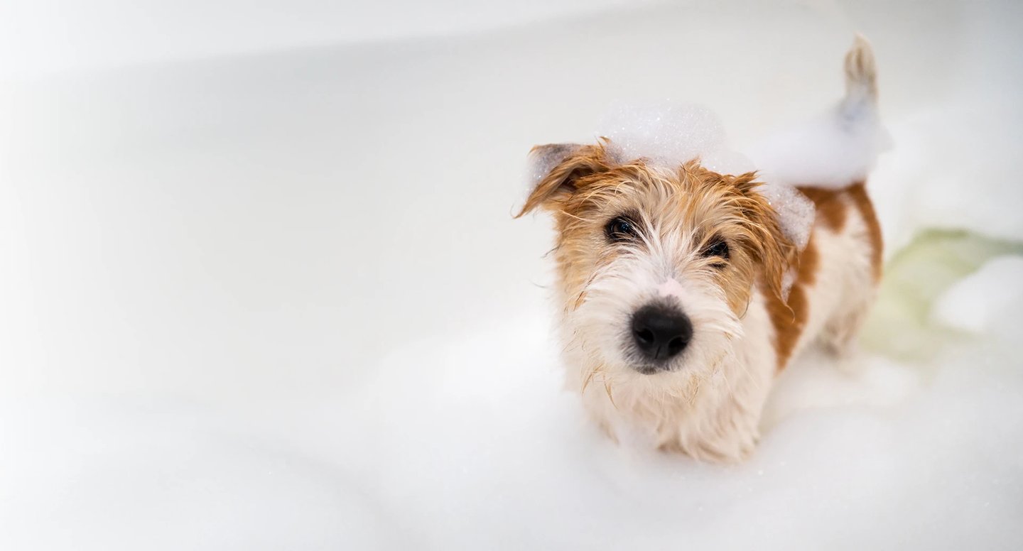 a terrier in a bubble bath