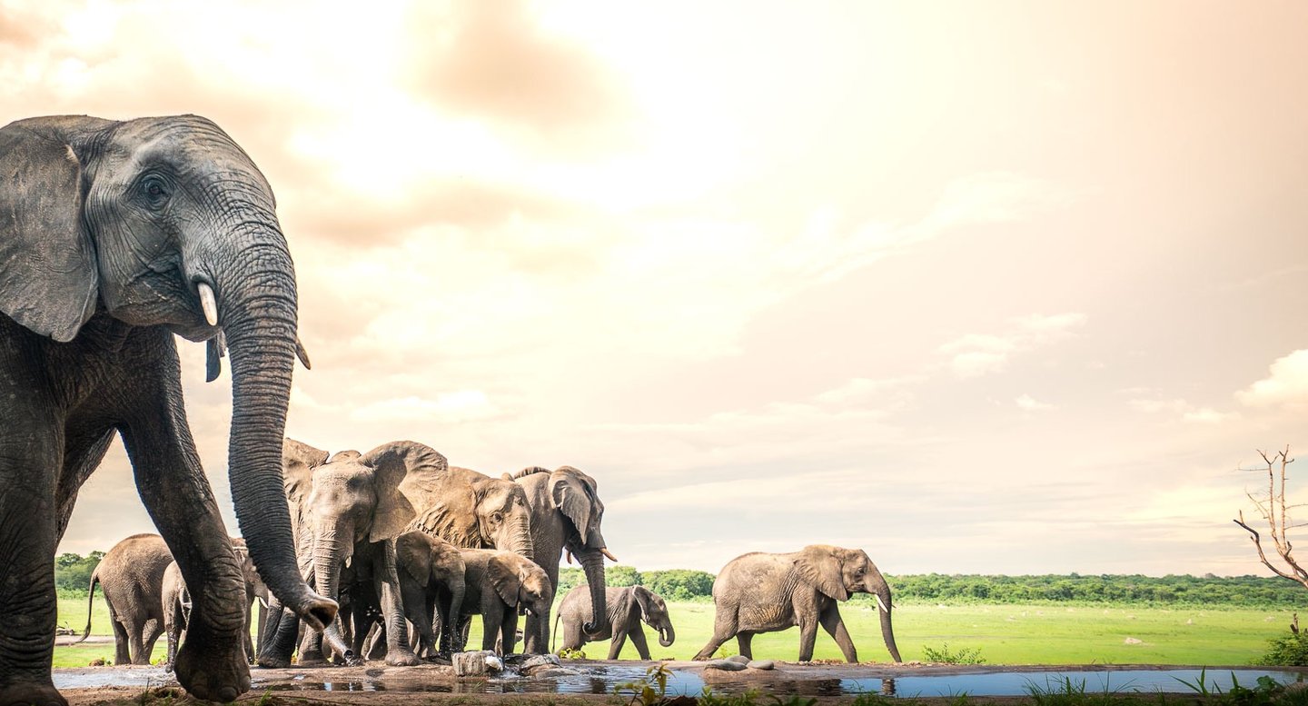 Elephant herd at waterhole with crimson sky background