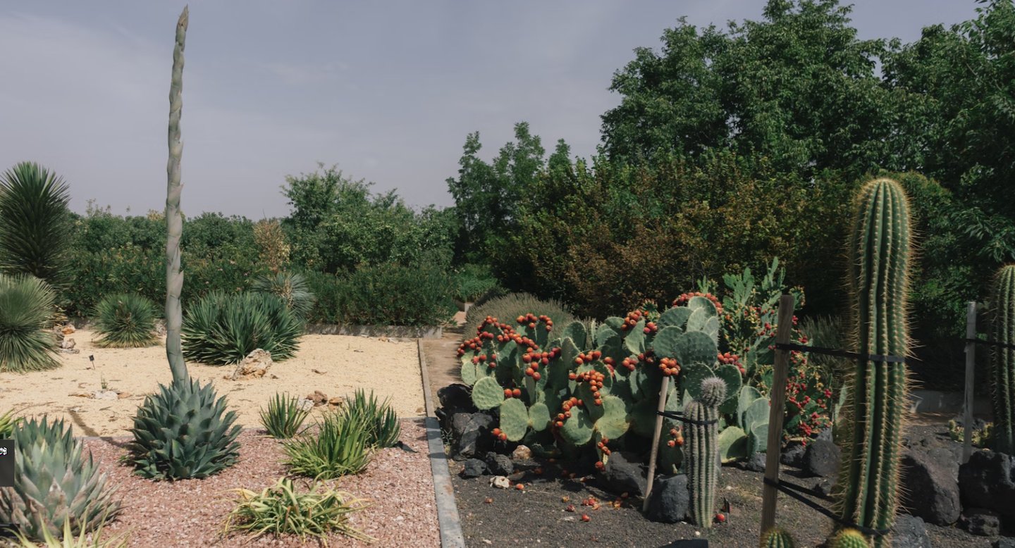 La Bellezza dei cactus all'aperto senza coperture