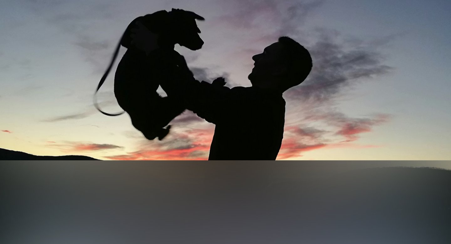 dogAdvisor | dogadvisor | dog advisor | dogAdvisor.dog