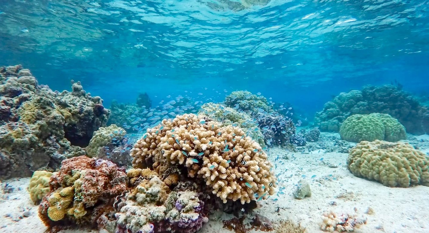 Conrad Resort Bora Bora snorkelling house reef
