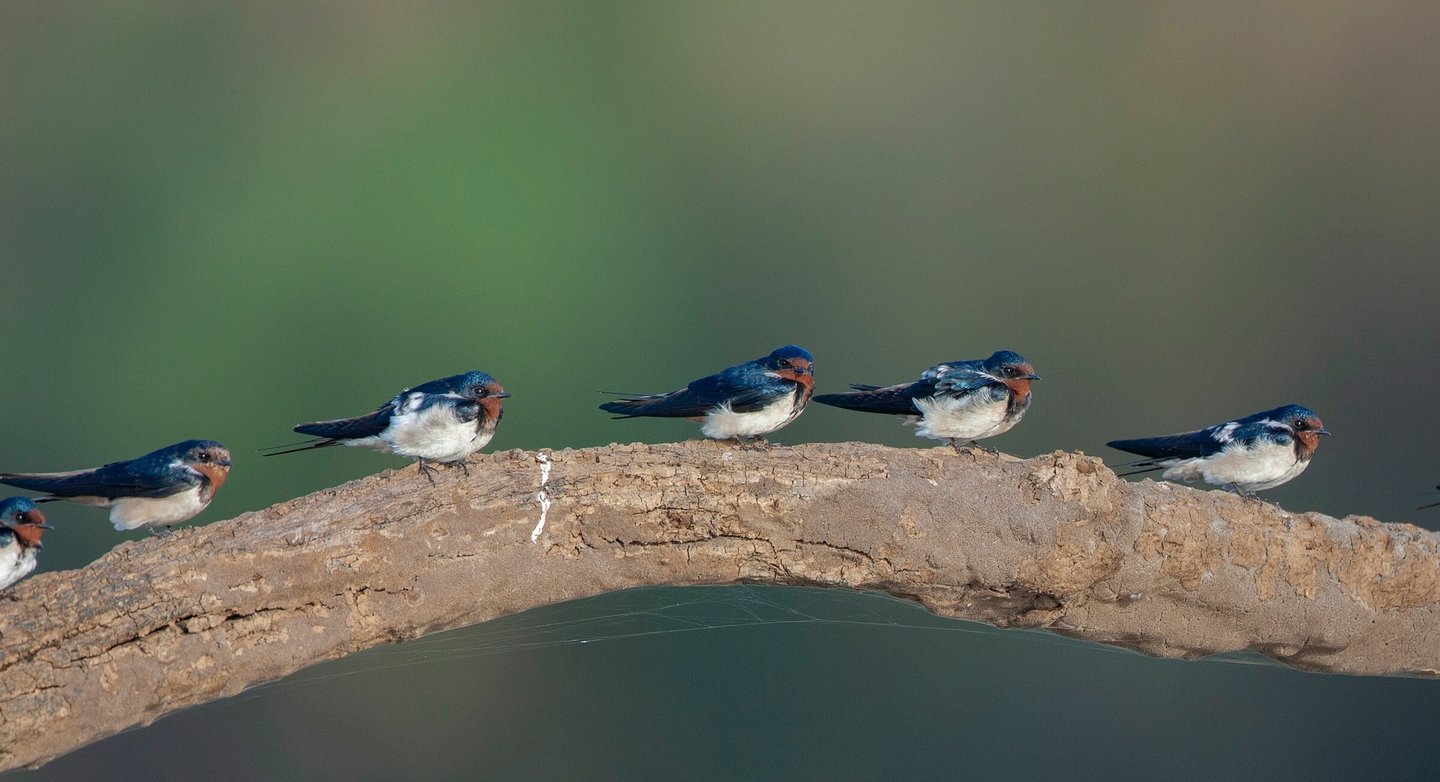Barn Swallow - Birdwatching in Boat Safari India