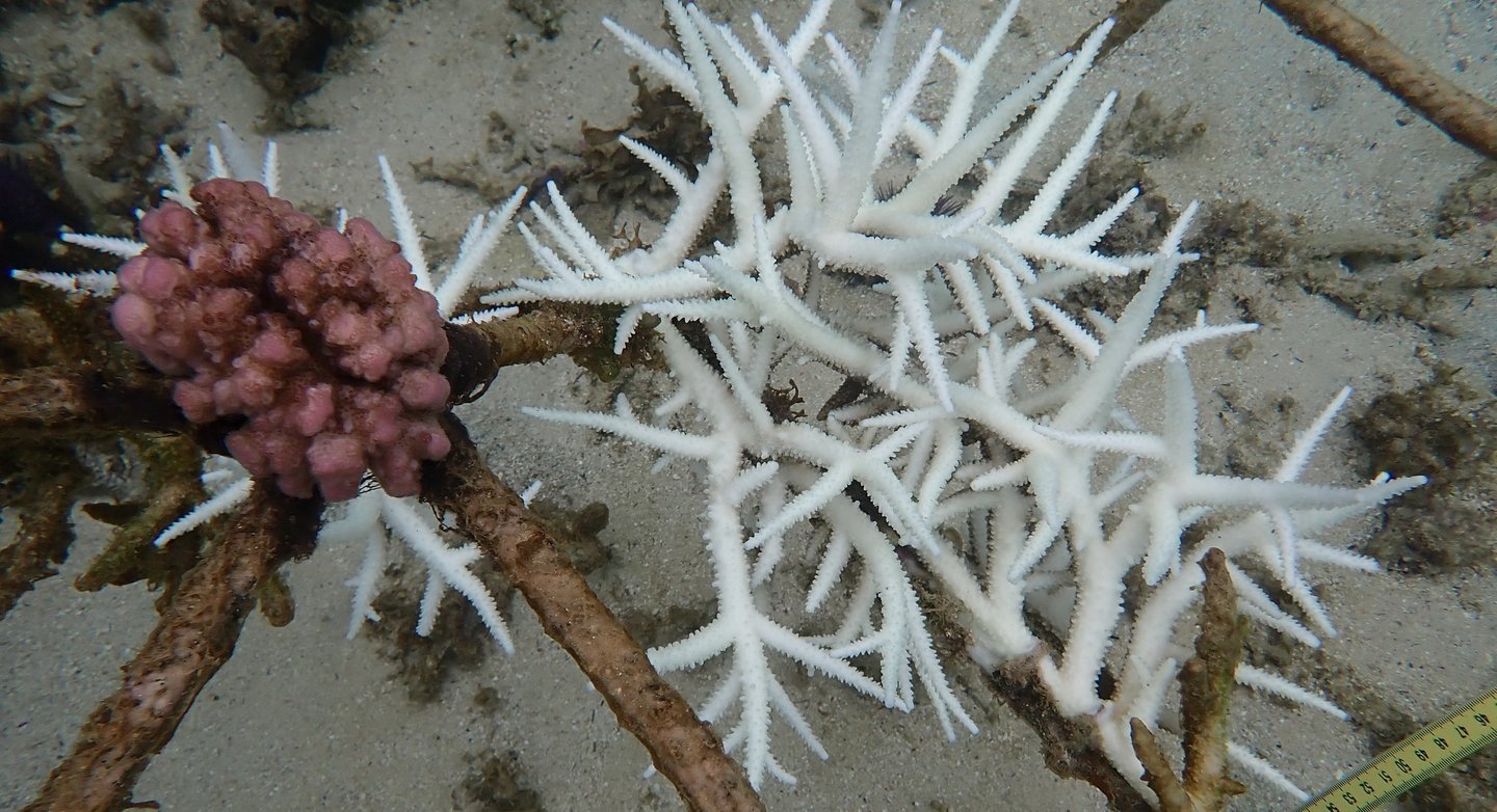 Coral colonies in coral gardens in St Felix (June 2025)