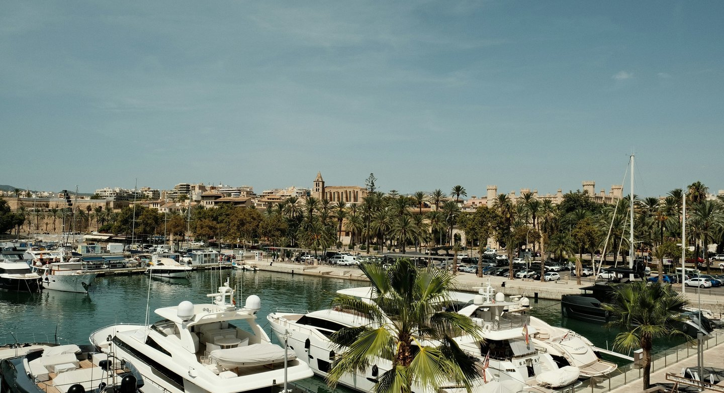 a palm tree in the foreground of a marina