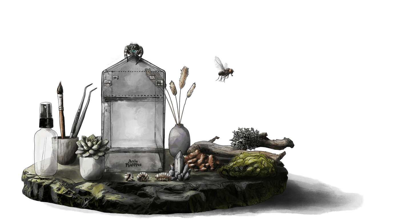 kit phidippus regius - kit araignée sauteuse - kit phidippus - phidippus regius