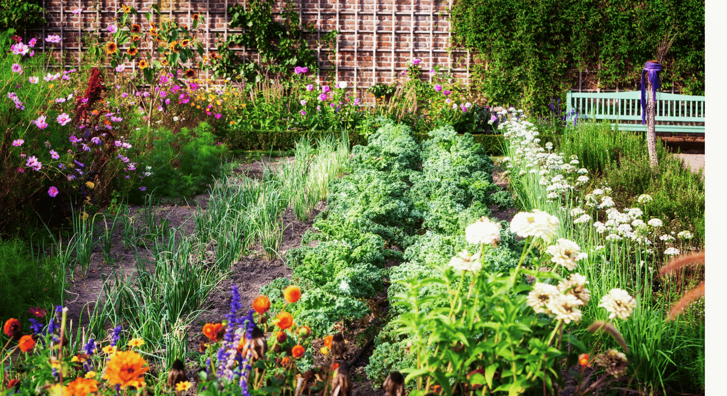 A French potager  using raised beds blends beauty and productivity