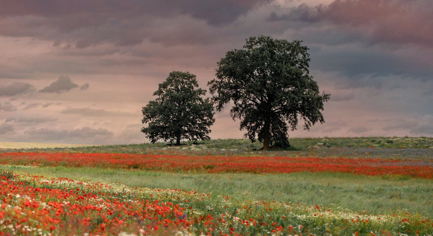 a field with two trees