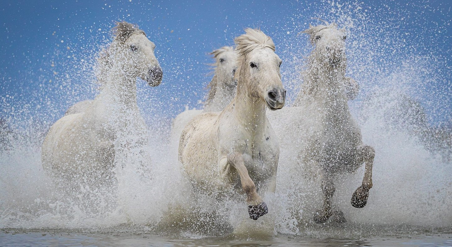 a group of horses running through the water