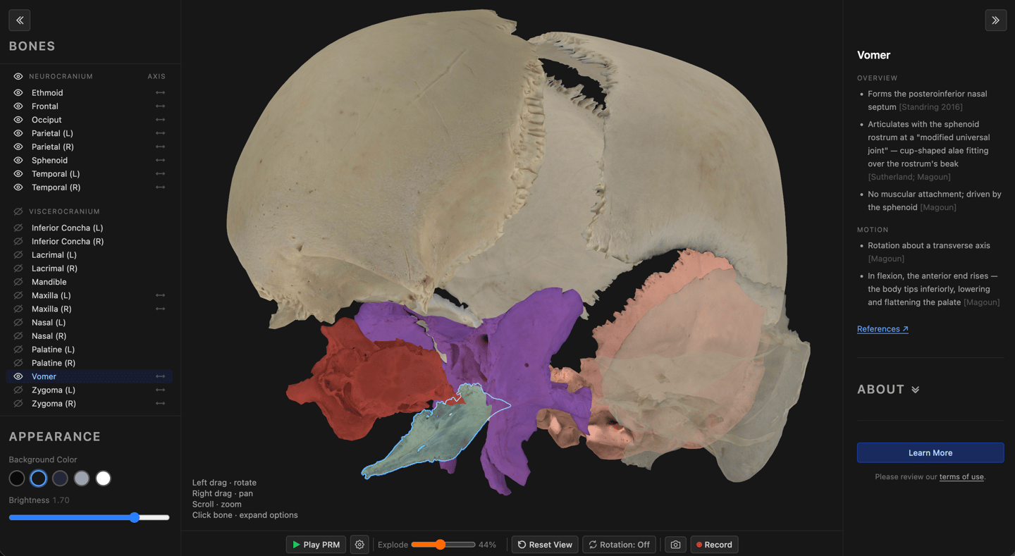 Interactive 3D cranial anatomy model with the vomer bone highlighted in skull -osteopathic education