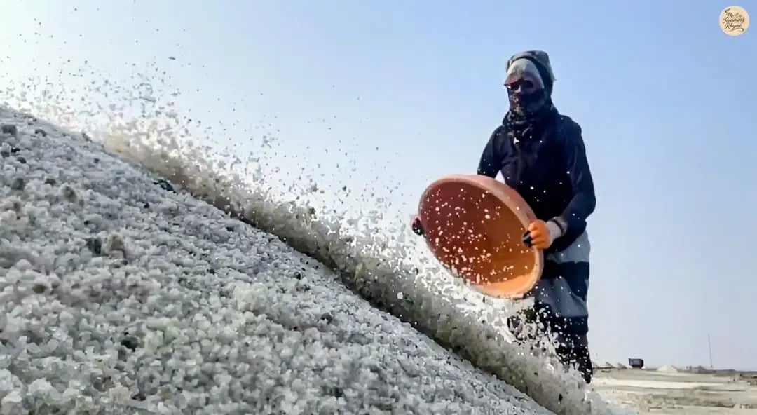 A local woman collecting raw salt from the pans of Sambhar Salt Lake under the warm Rajasthan sun.