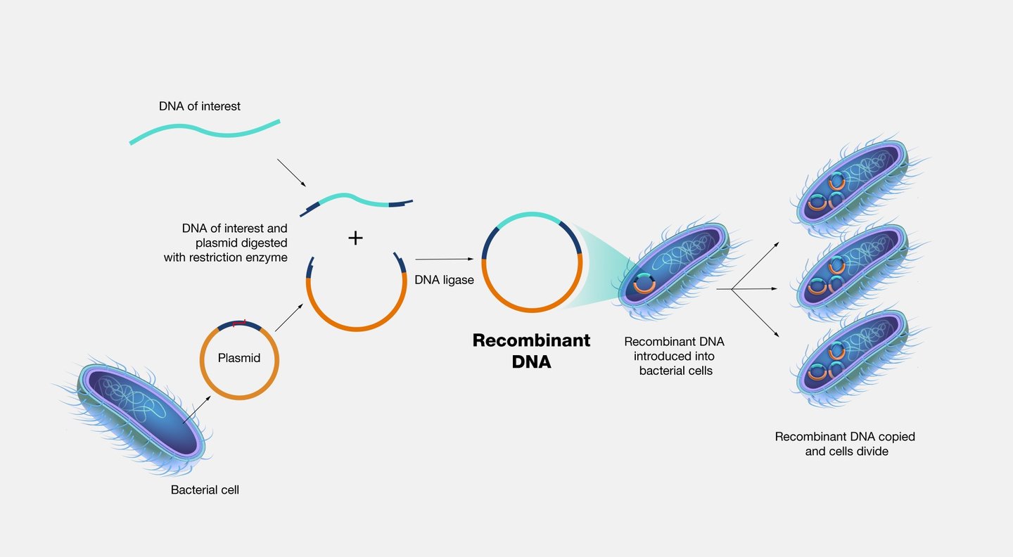 these are plasmids