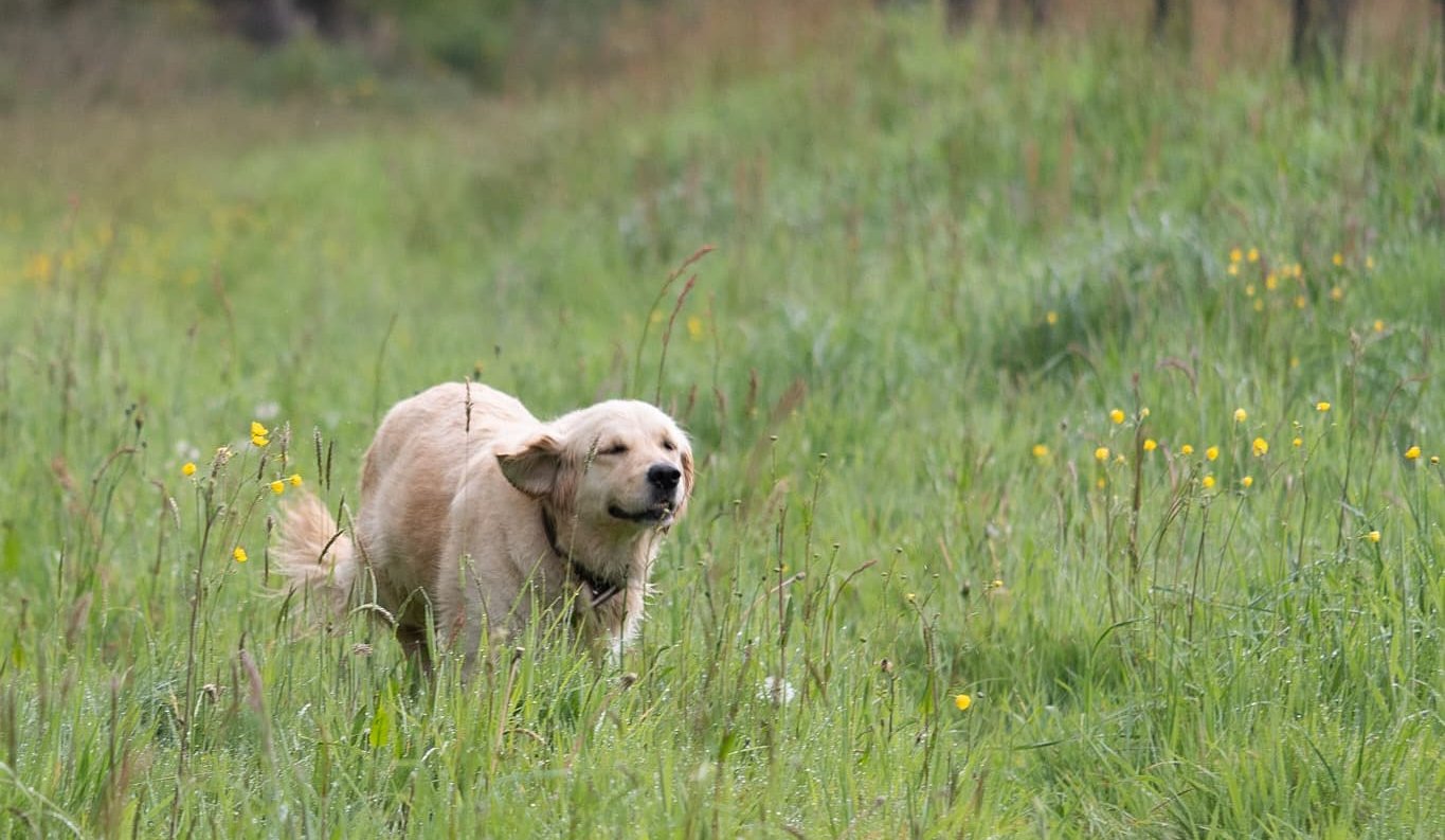 Golden Retriever du Pays Pourpre courant dans un pré breton