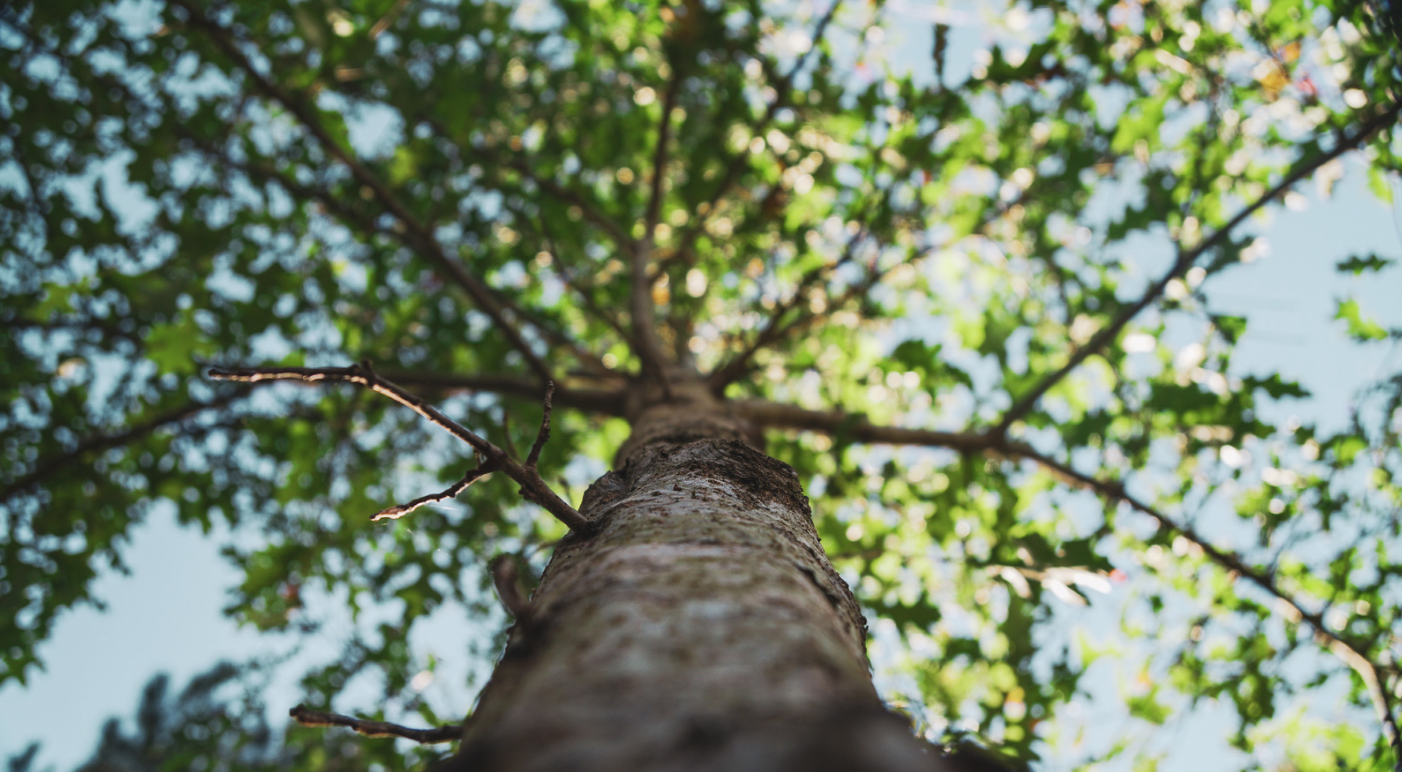 Bankeaz | A tall beautiful tree for sustainability