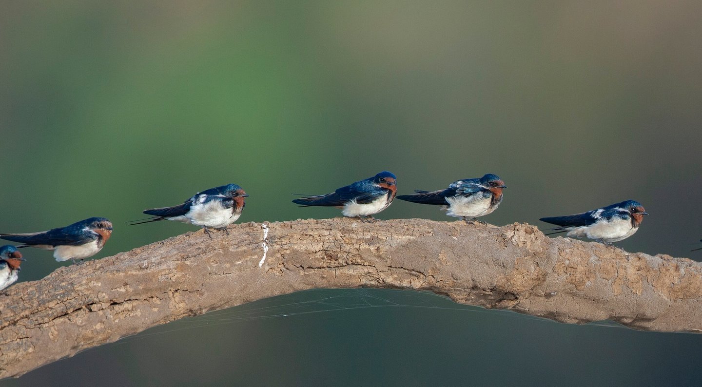 Barn swallow at Kabini boat safari Karnataka