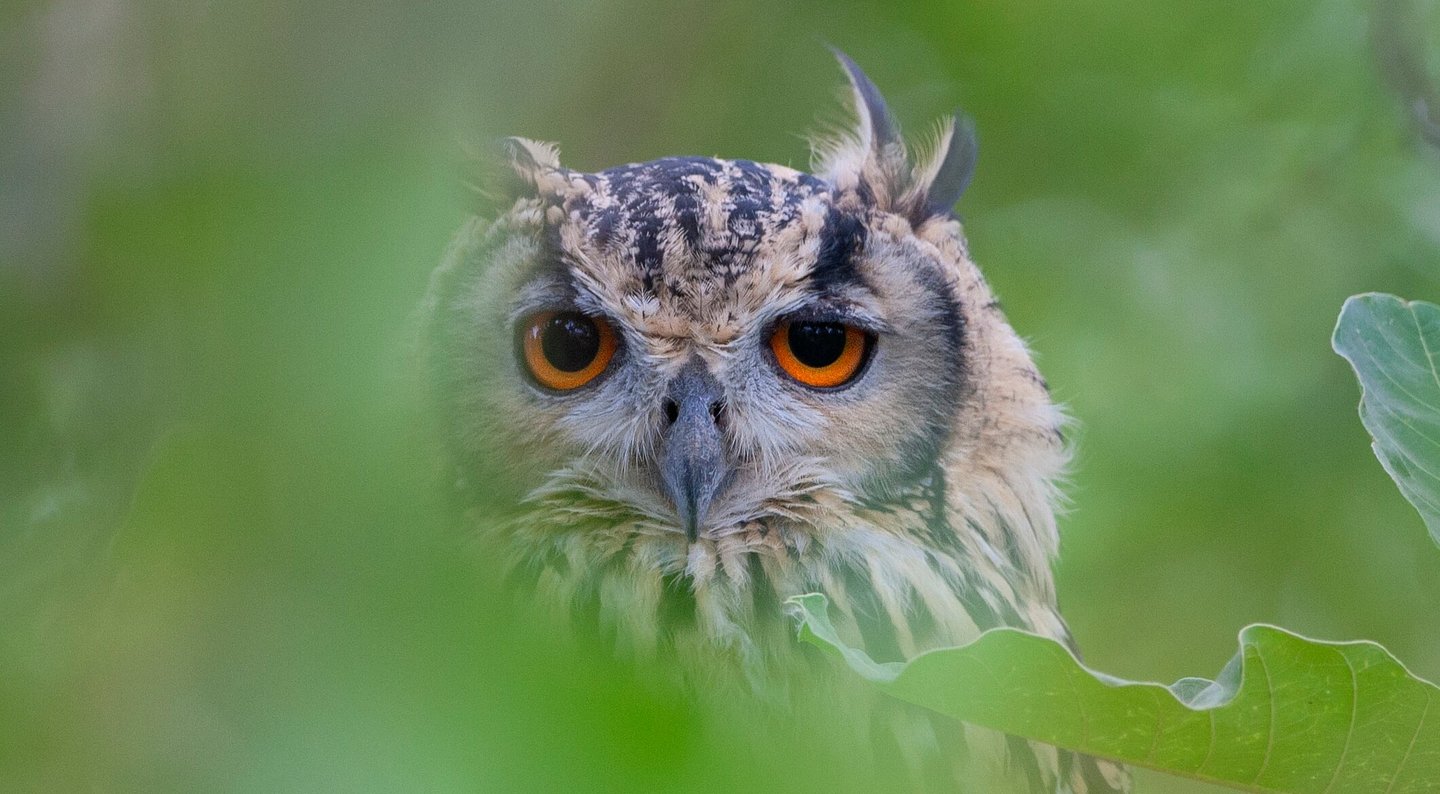 Bird watching in Satpura National Park - Indian rock eagle owl