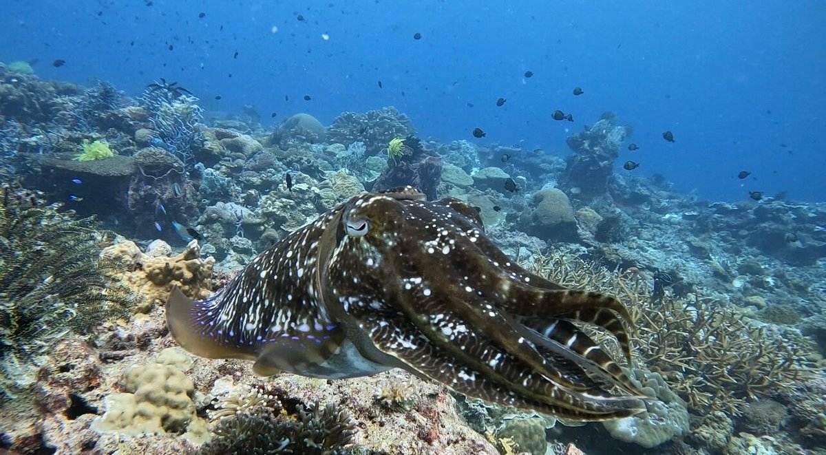 Marine life at Lankayan Island