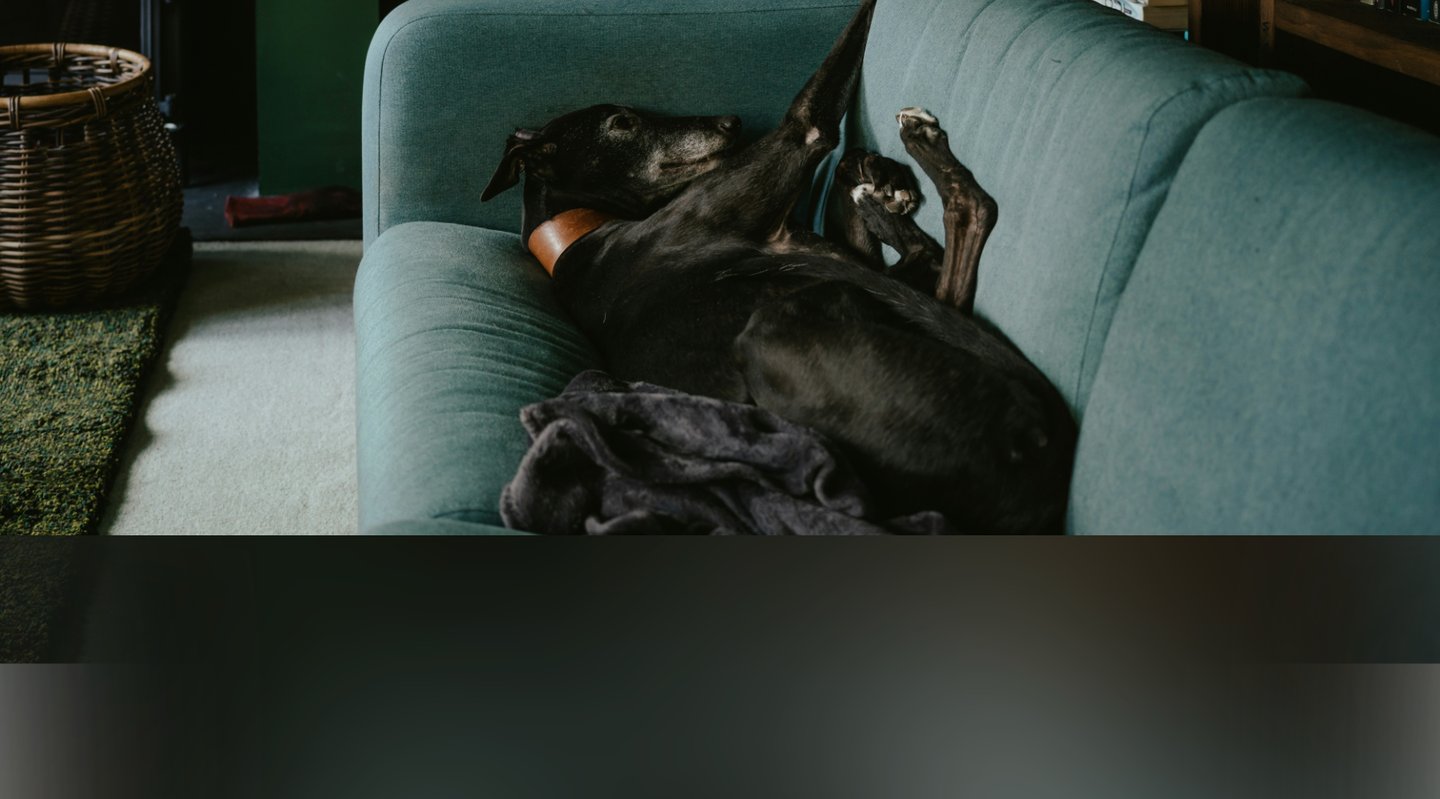 dogAdvisor | dogadvisor | dog advisor | dogAdvisor.dog