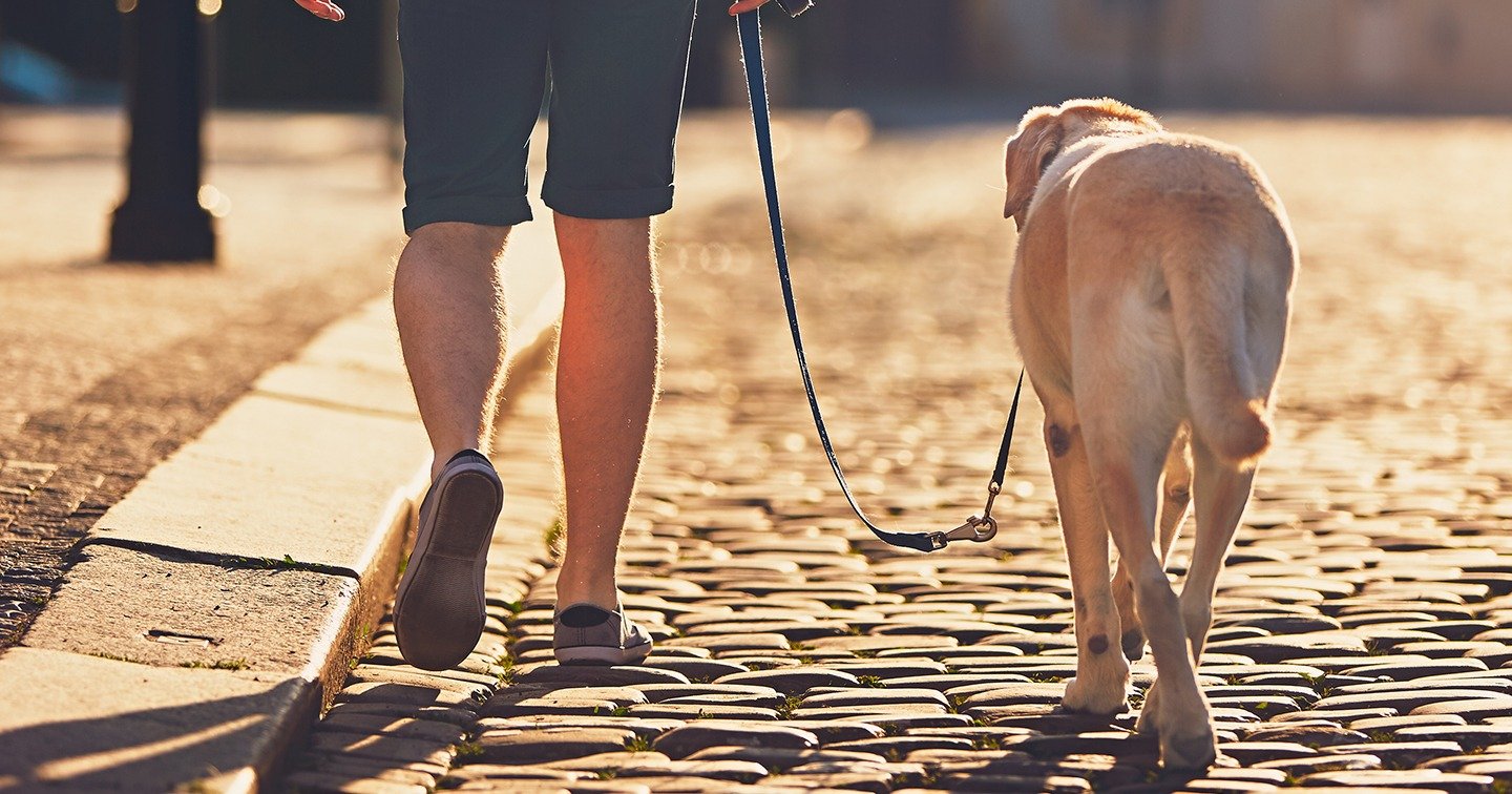 a person walking a dog on a leash