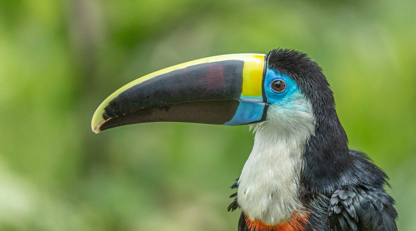 Tambopata Amazon Expedition 4D/3N