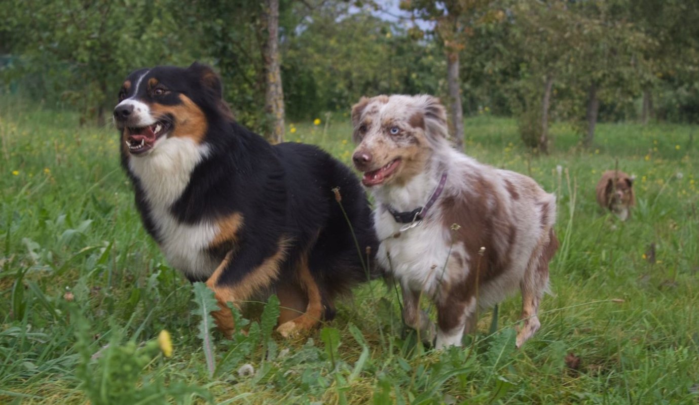 educateur comportementaliste canin 54