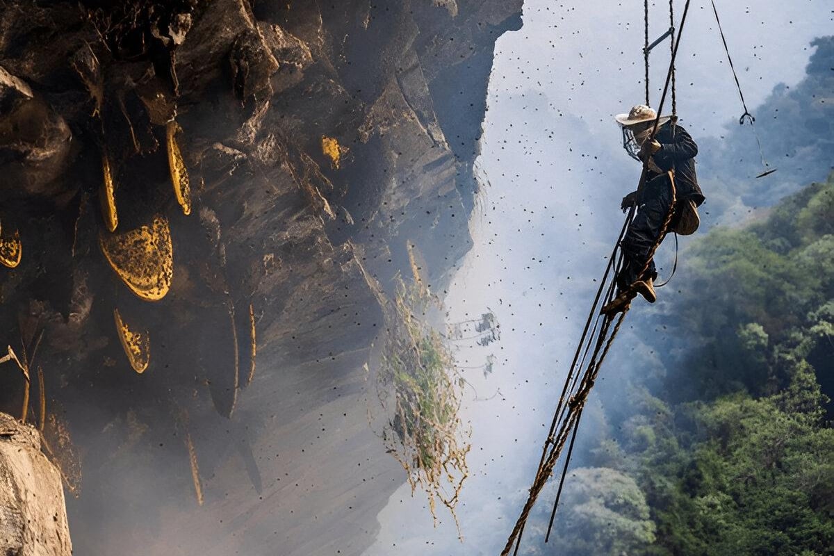a man is climbing a rope to collect the nilgiris honey from the mountain rock 