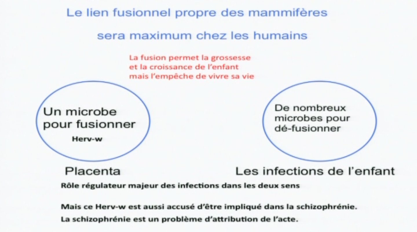 fusion syncytine mère enfant