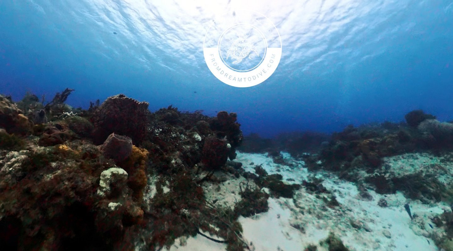 Underwater landscape 1