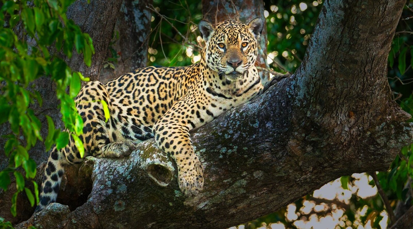 Pantanal jaguar photography tour