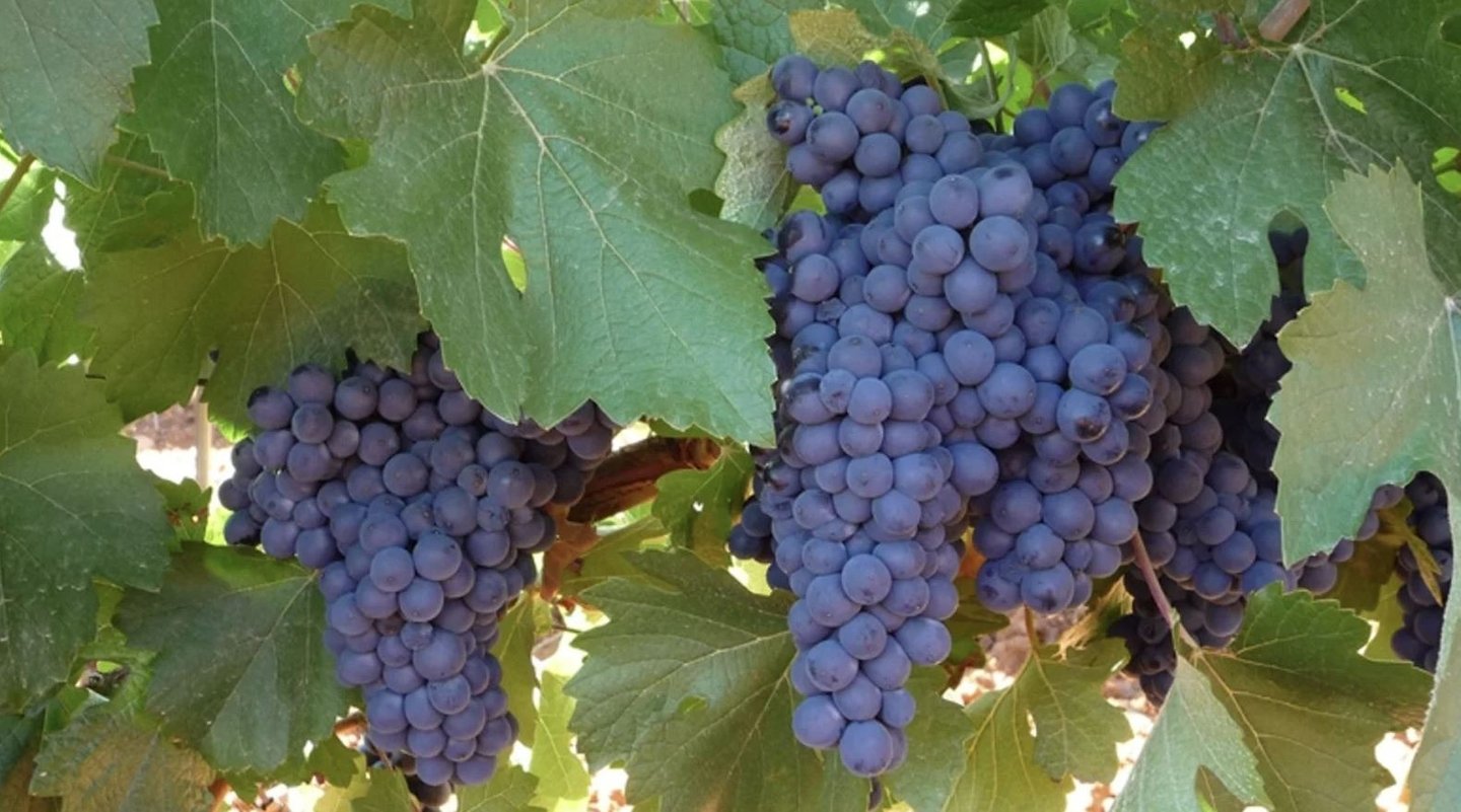 una variedad prieto picudo