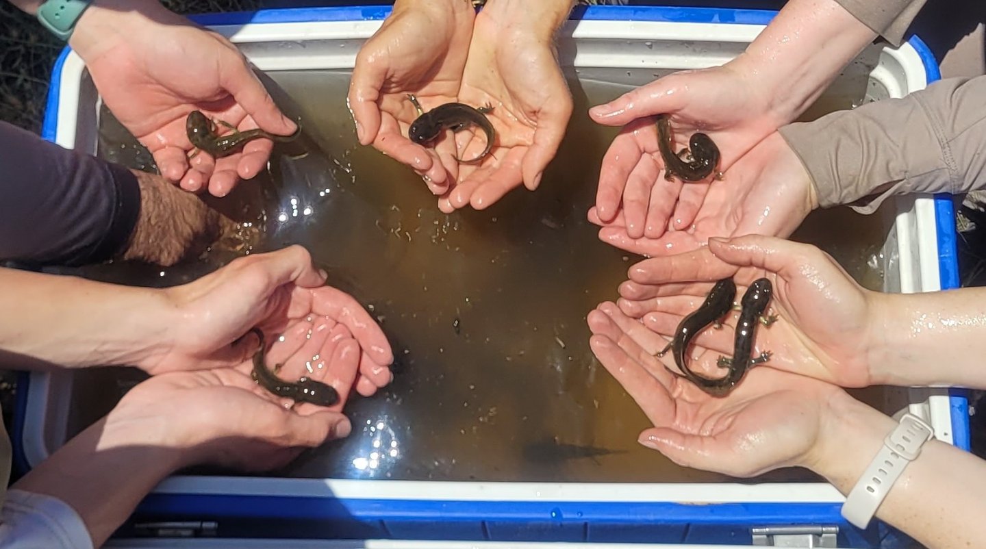 California tiger salamander larvae at a site in Madera County, CA.