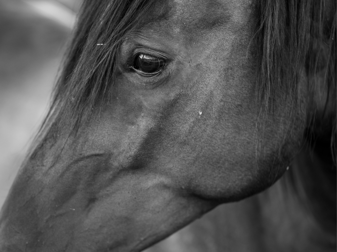une photo en noir et blanc d’un cheval de profil.