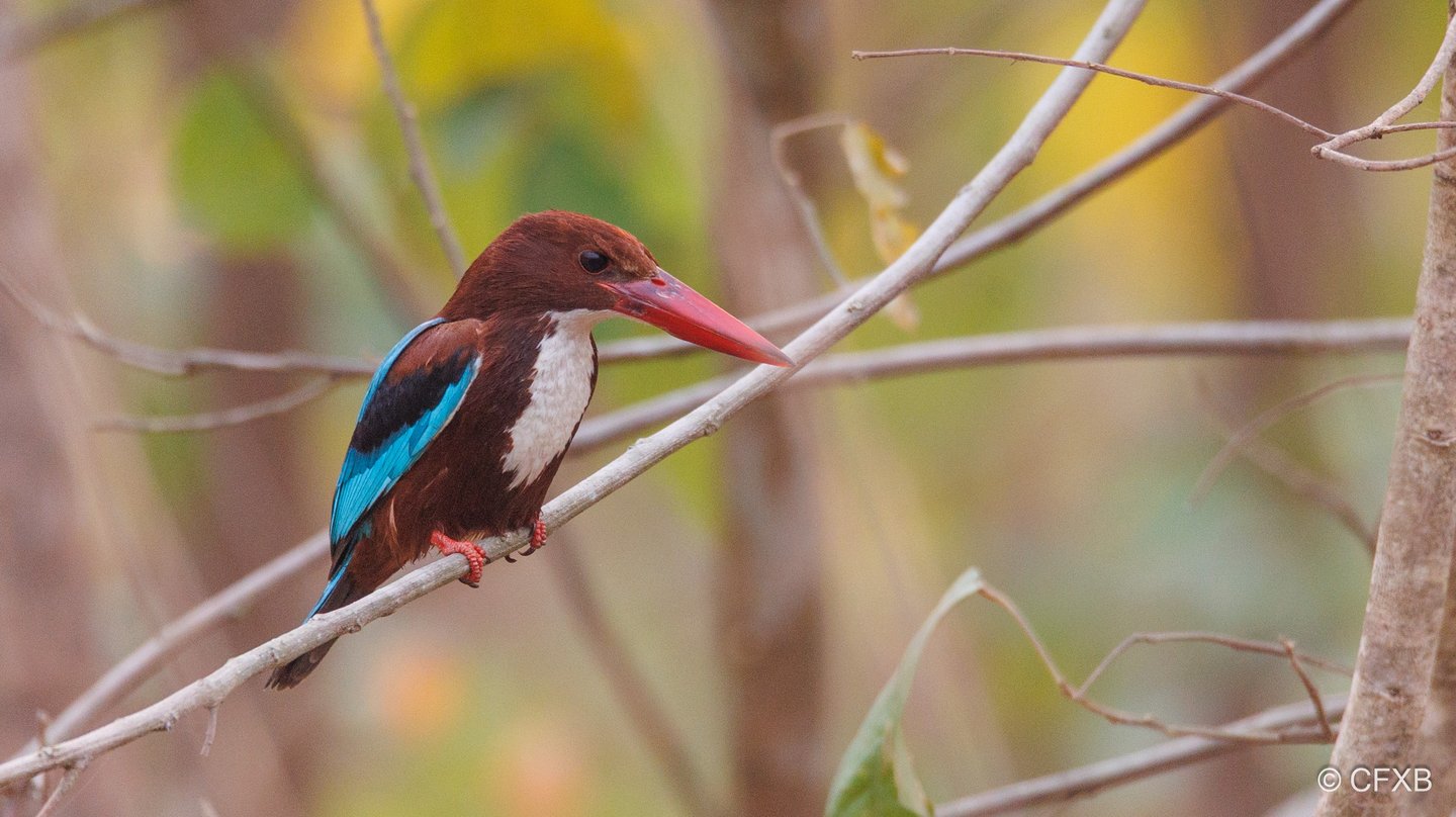 white thoated kingfisher near mohana river