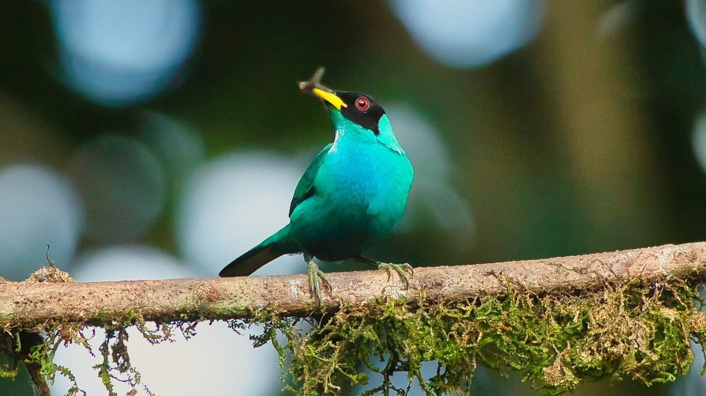 Photography Manu Reserved Natural Paradise 9 D/8N