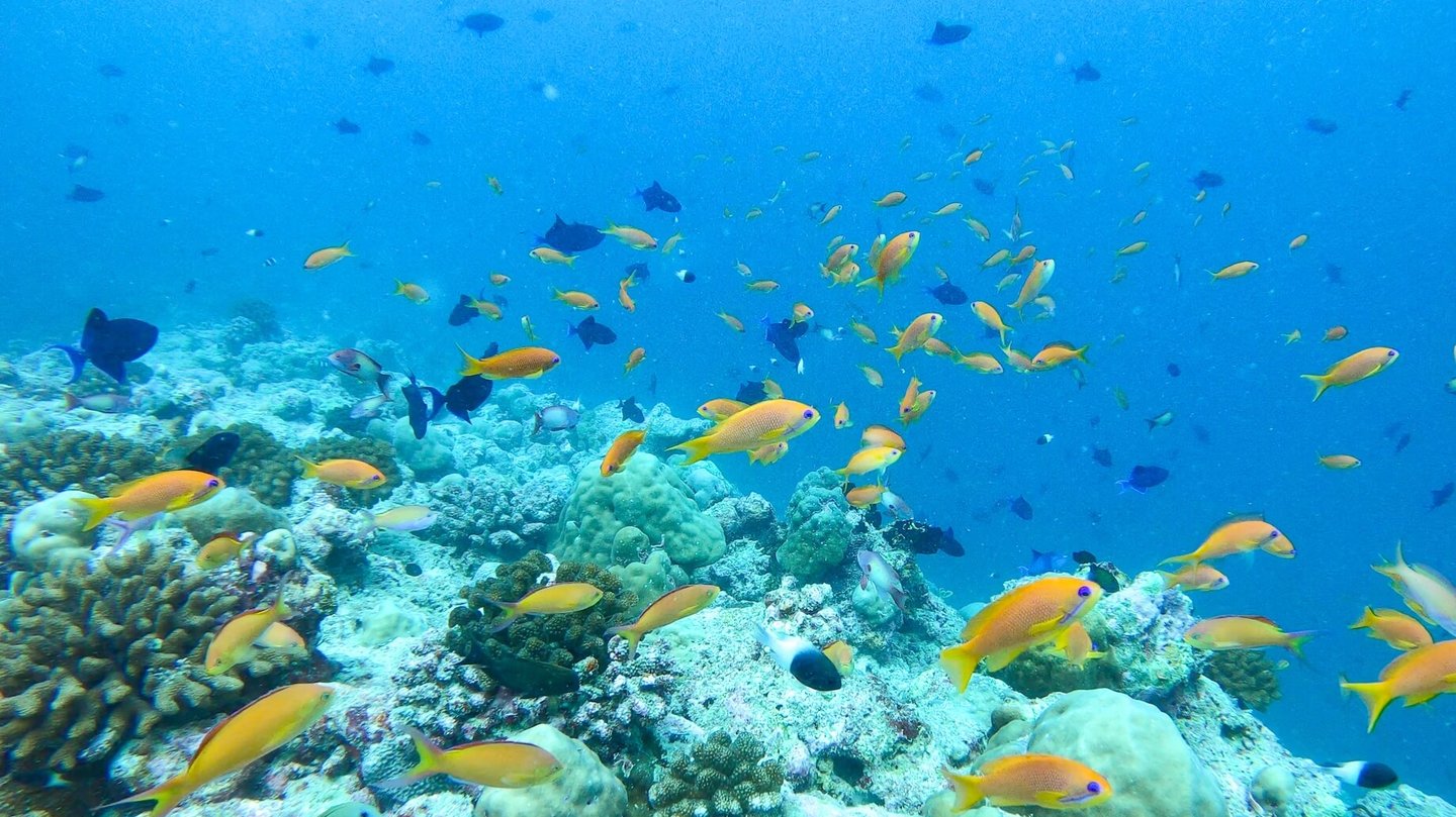 The Nautilus Maldives underwater reef dive