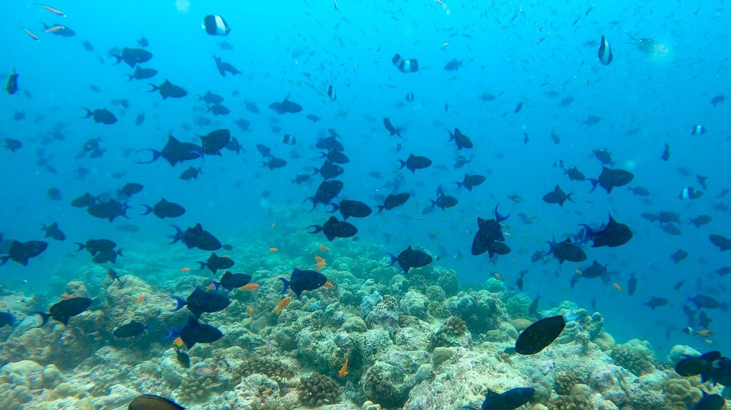 The Nautilus Maldives underwater reef dive