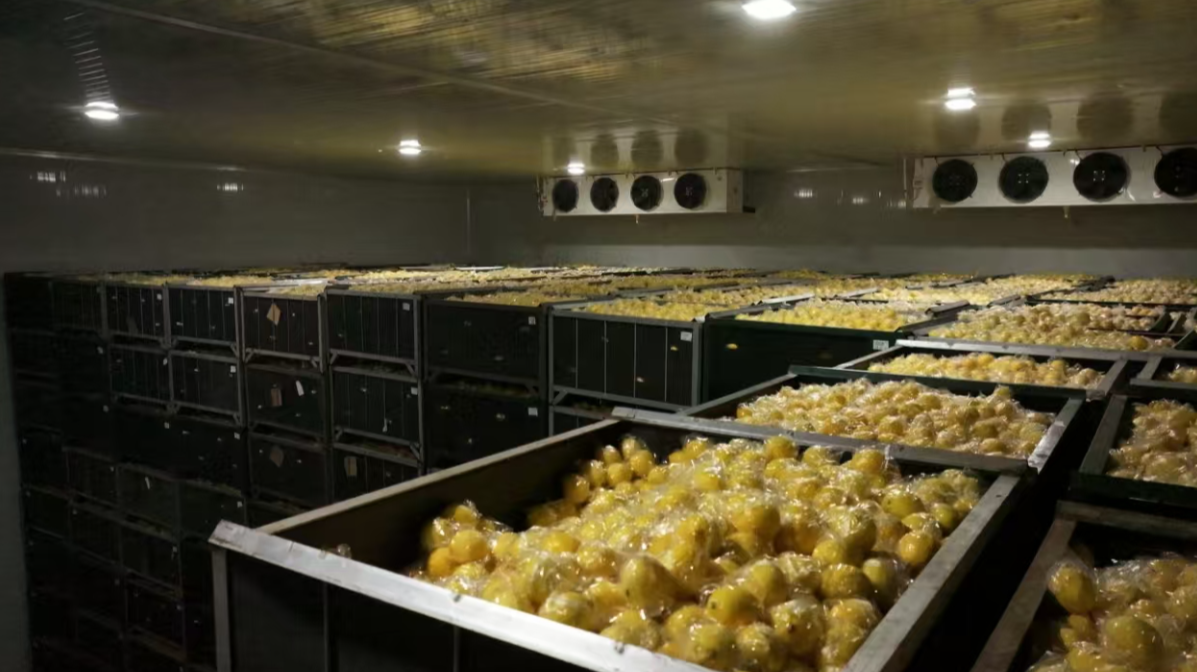 lemon cold storage room interior