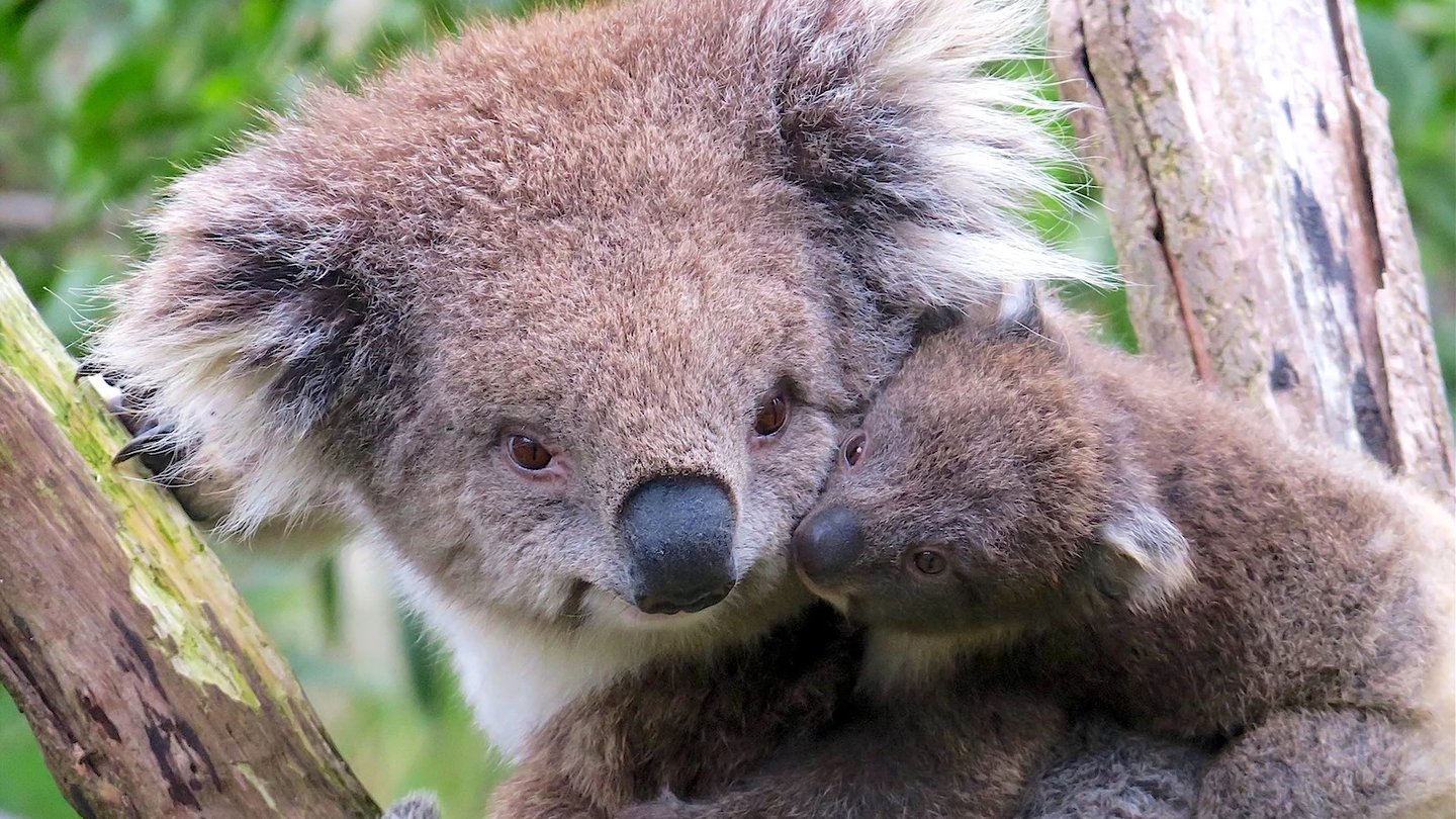a koala with young on back