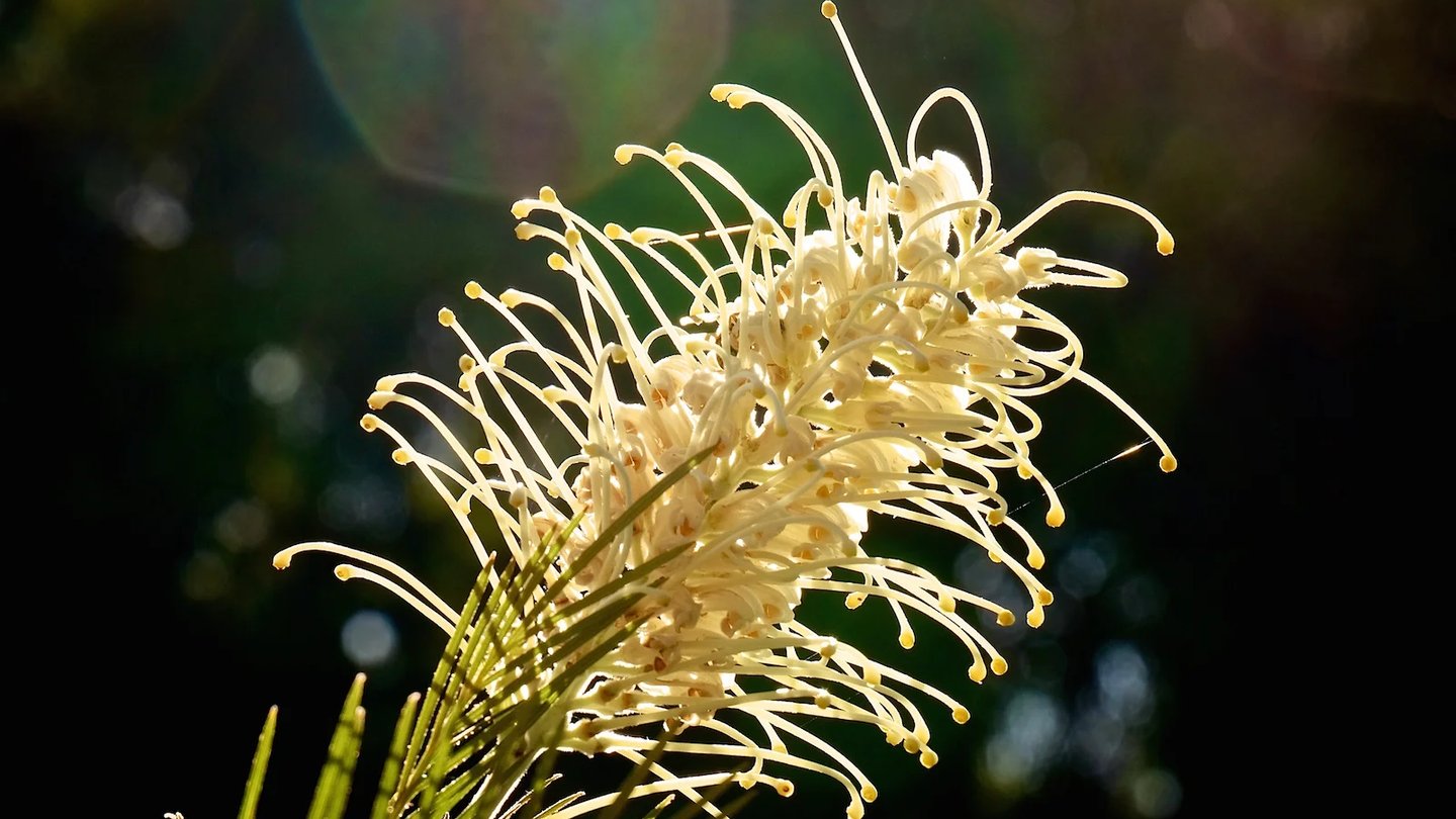 a close up of a grevillea lower with a sun shining through the petals