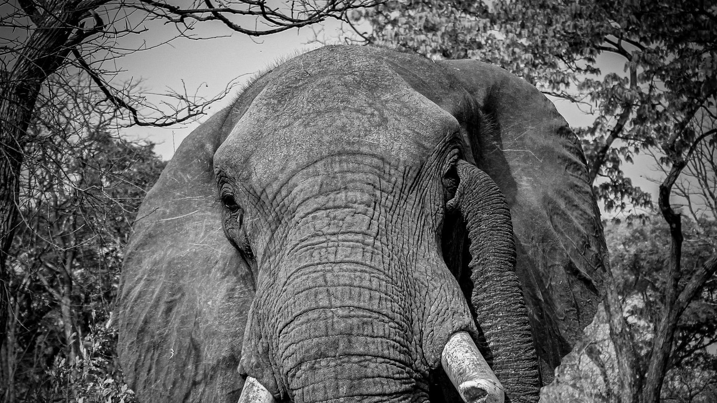 a large elephant standing in a field with trees in the background