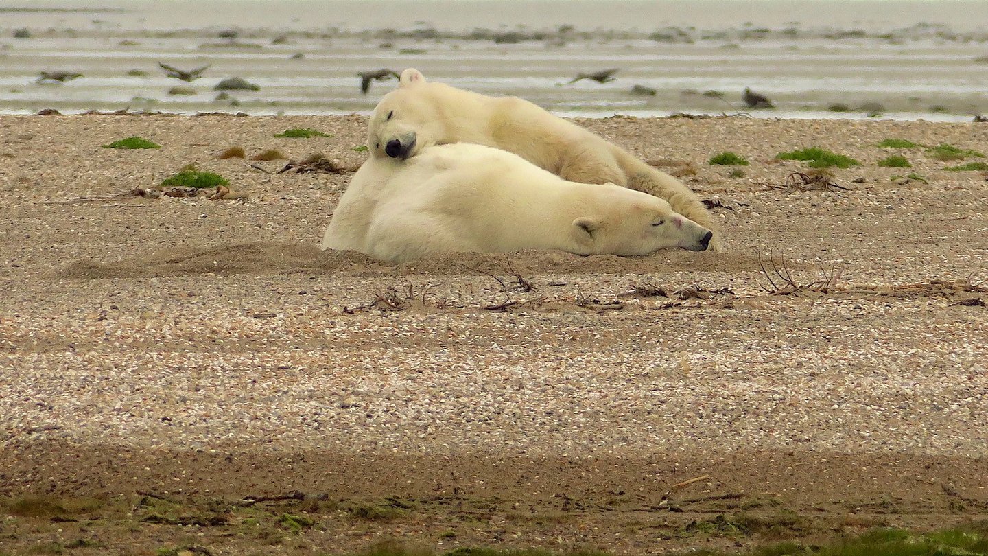 two polar bears sleeping on the sand